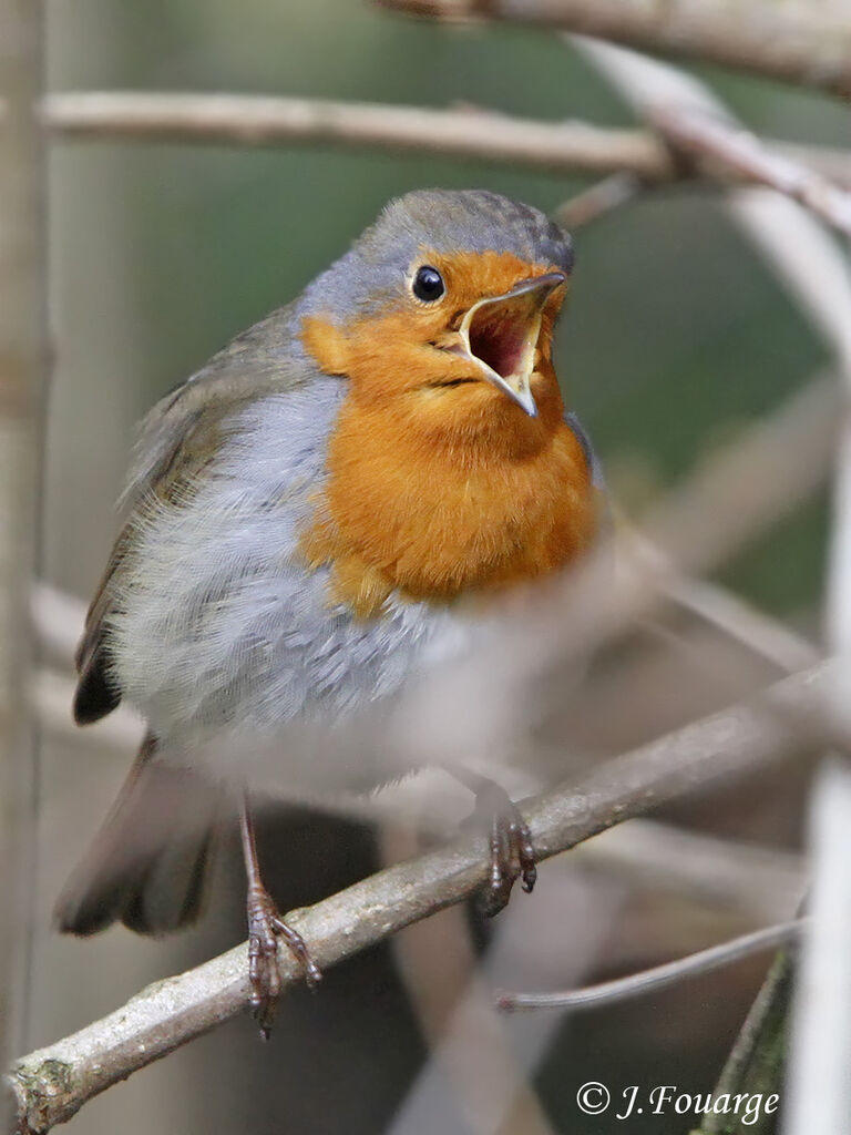 Rougegorge familier mâle, chant