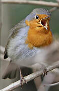 European Robin