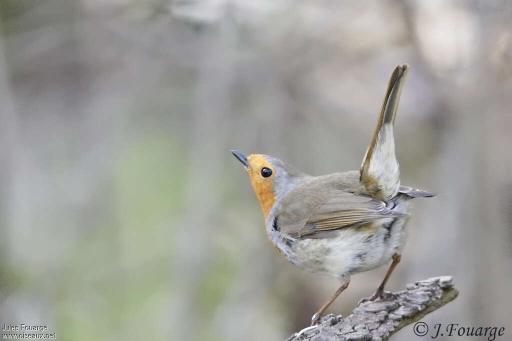 Rougegorge familier mâle adulte, Comportement