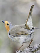 European Robin