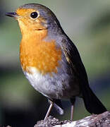 European Robin