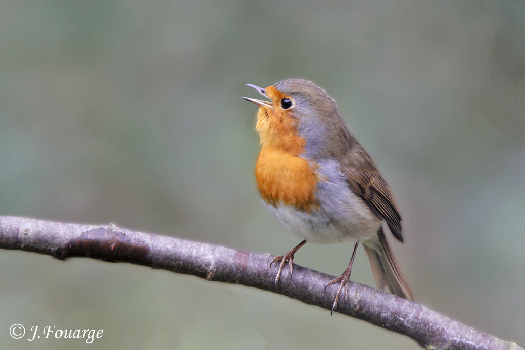 European Robin male adult, song