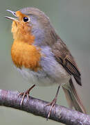 European Robin