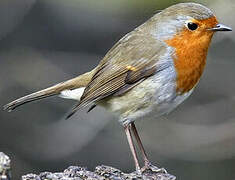 European Robin