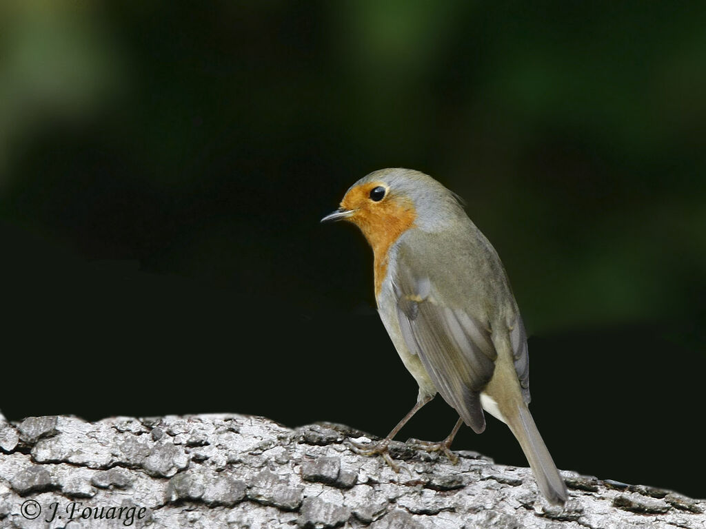 European Robin