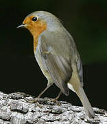 European Robin