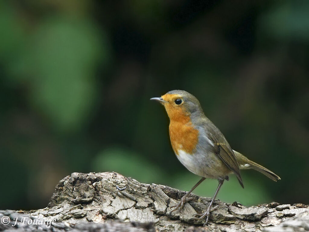 European Robin