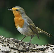 European Robin