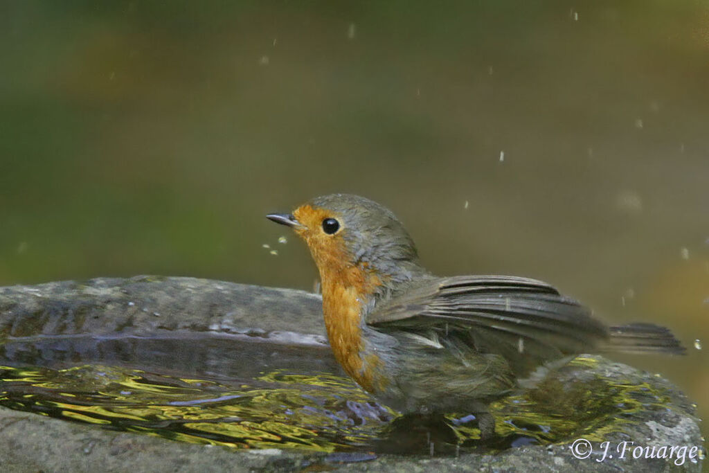 European Robin, Behaviour