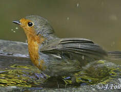 European Robin