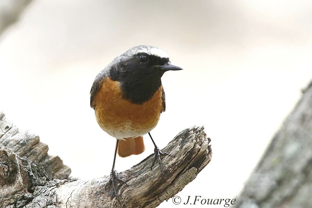 Common Redstart