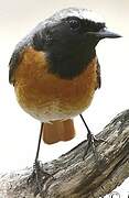 Common Redstart