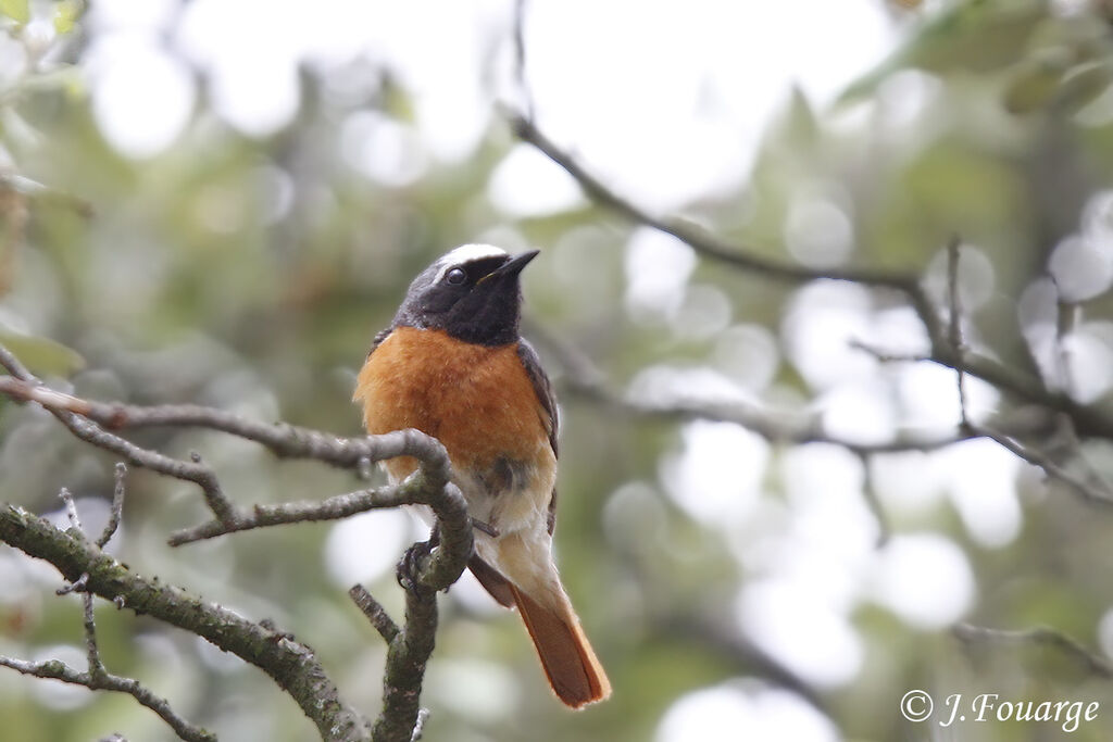 Common Redstart male adult, identification, Reproduction-nesting