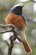 Common Redstart