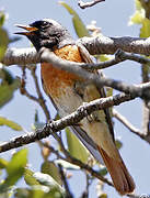 Common Redstart