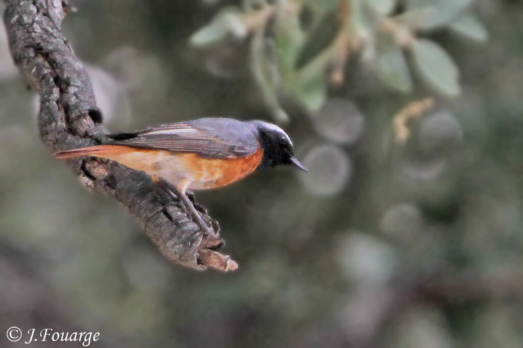 Common Redstart male adult, identification