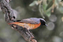 Common Redstart