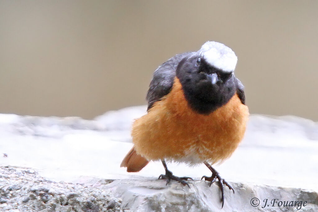 Common Redstart male adult, identification