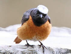 Common Redstart