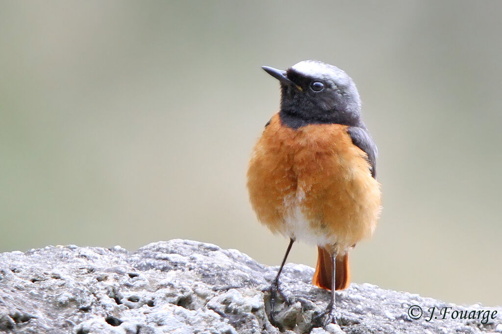 Common Redstart male adult, identification