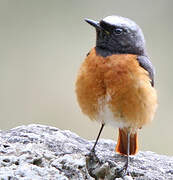 Common Redstart