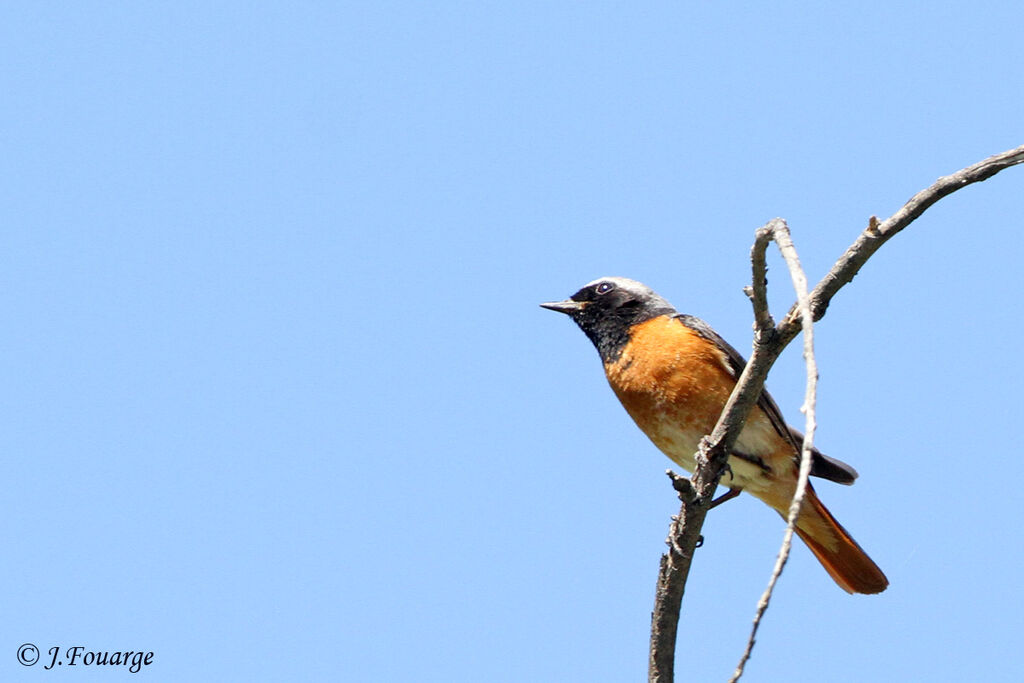 Common Redstart male adult, identification