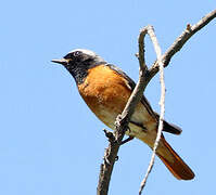 Common Redstart