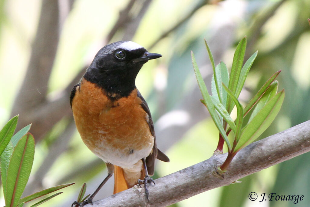 Common Redstart male adult, identification