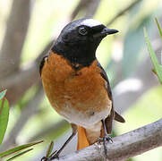 Common Redstart