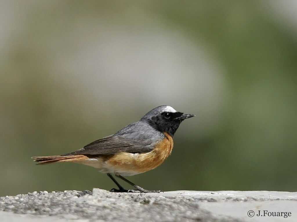 Common Redstart