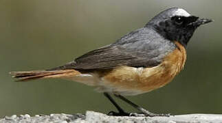 Common Redstart