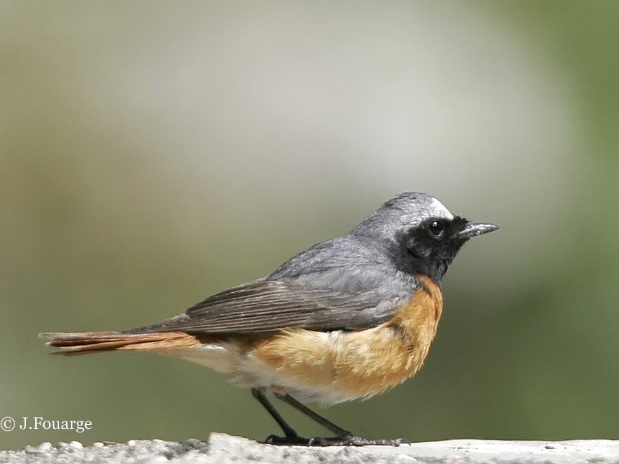 Common Redstart