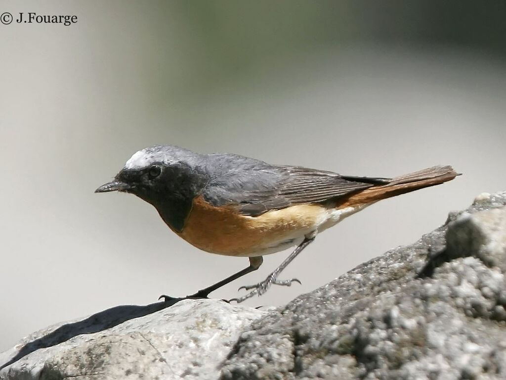 Common Redstart