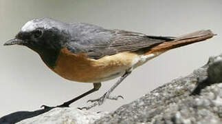 Common Redstart