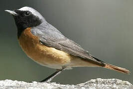 Common Redstart