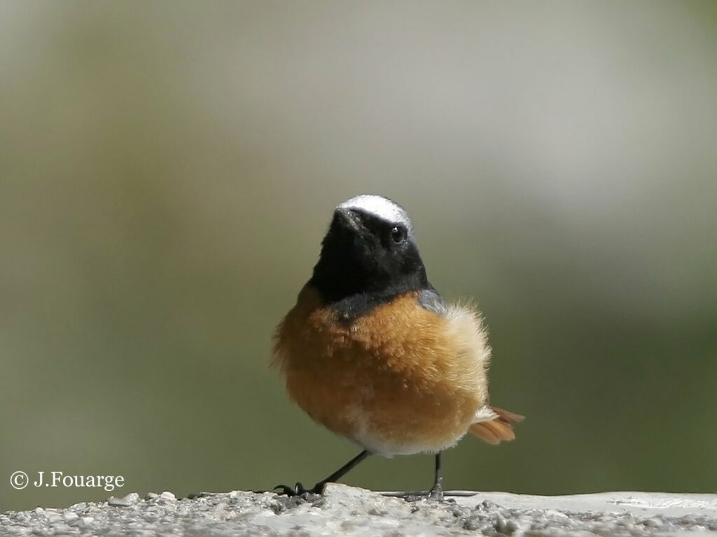 Common Redstart