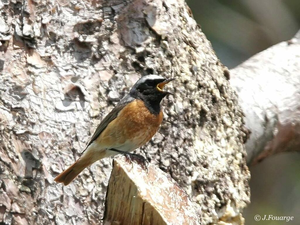 Common Redstart male adult