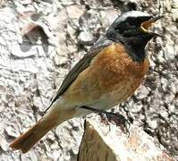 Common Redstart