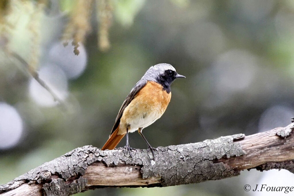 Common Redstart male adult