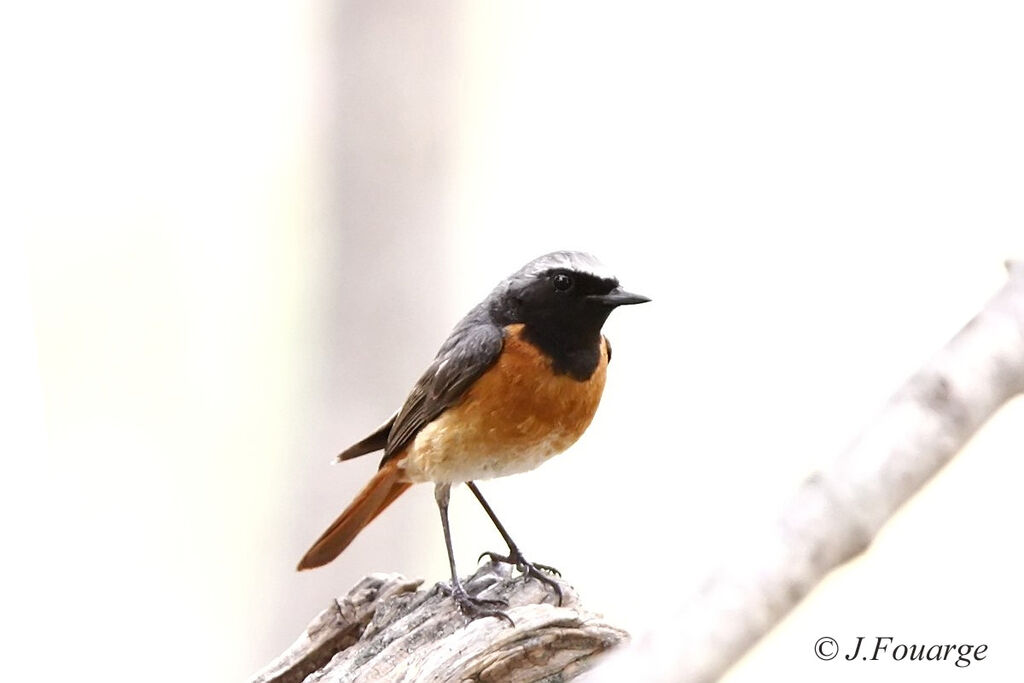 Common Redstart