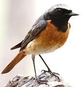 Common Redstart