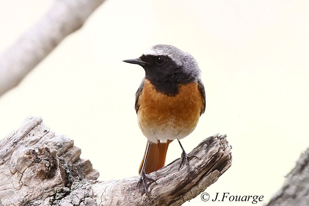 Common Redstart male adult