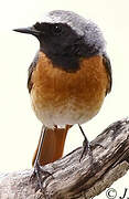 Common Redstart