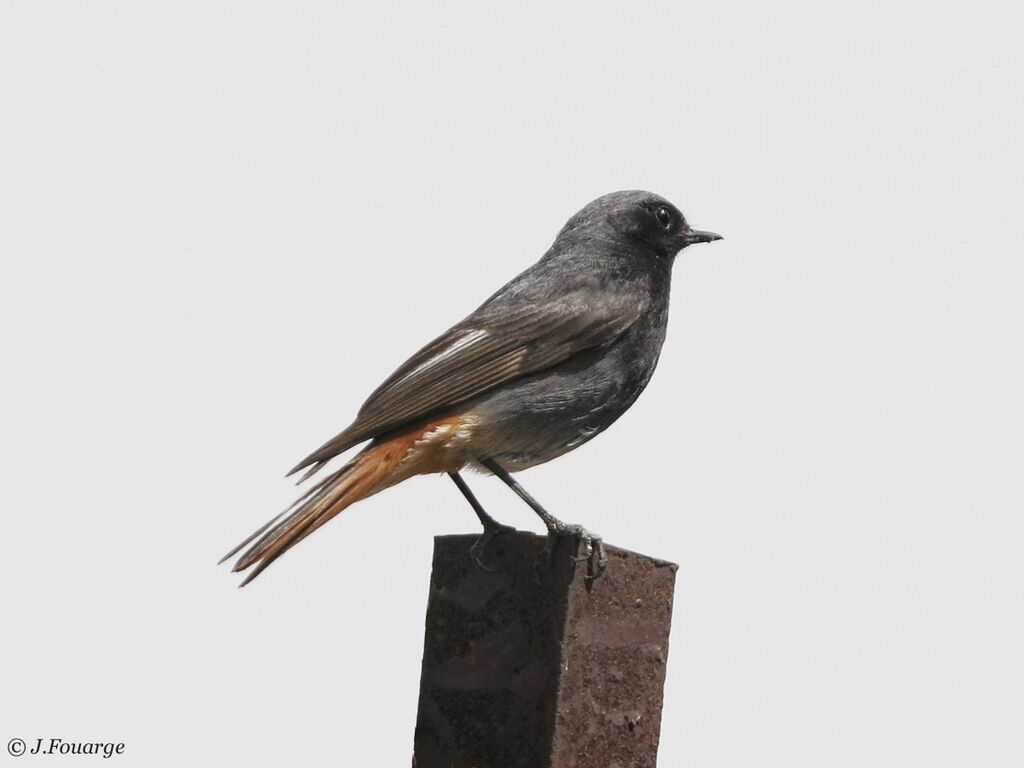 Black Redstart male adult