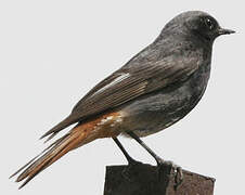 Black Redstart