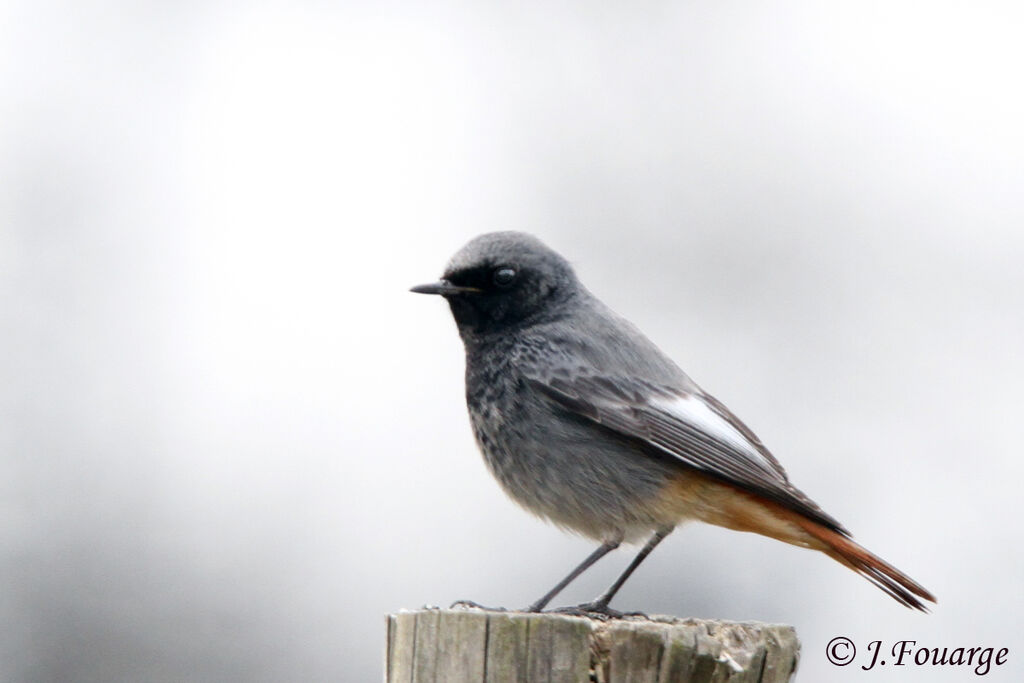 Black Redstart male adult, identification