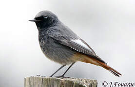 Black Redstart