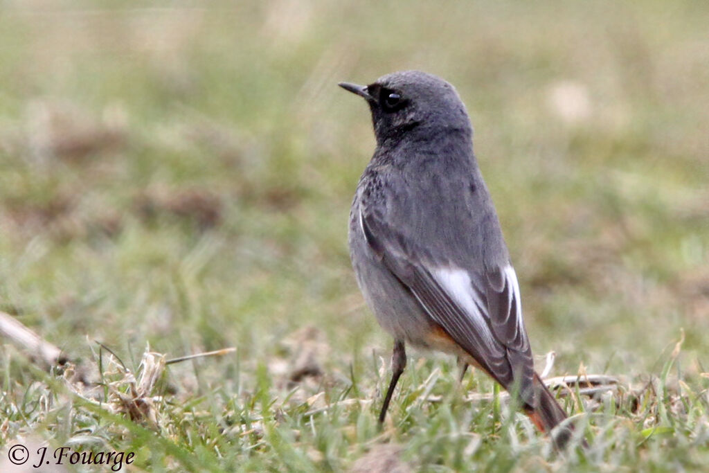 Black Redstart male adult, identification