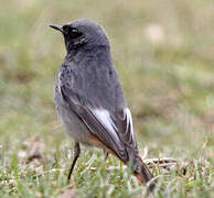 Black Redstart