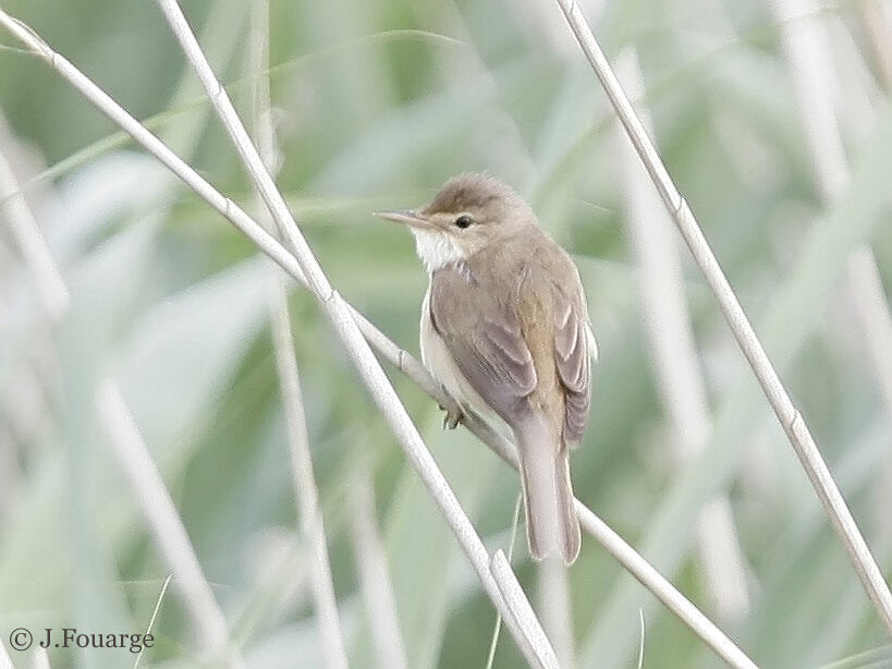 Common Reed Warbler